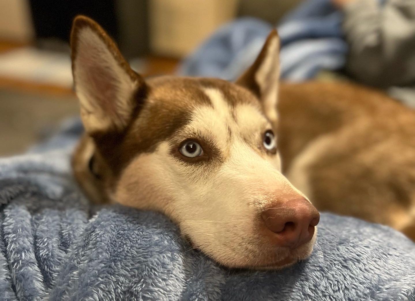 Olive - Red Husky