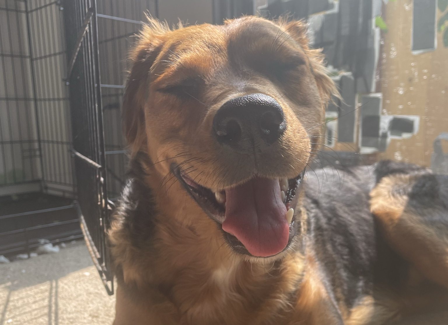Pepper - Rottweiler Mix