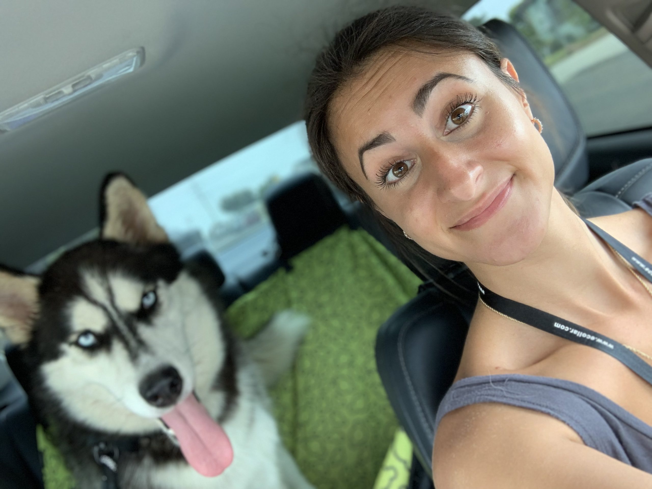 Aries - Siberian Husky