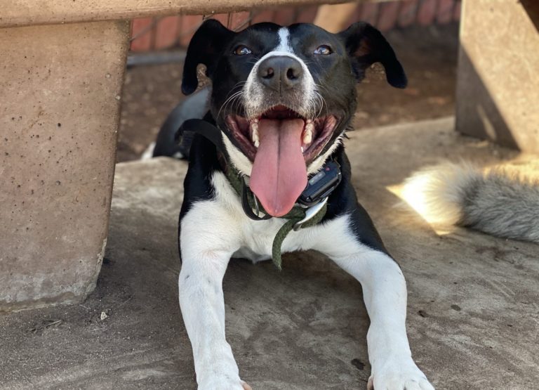 Amaya - Border Collie Mix