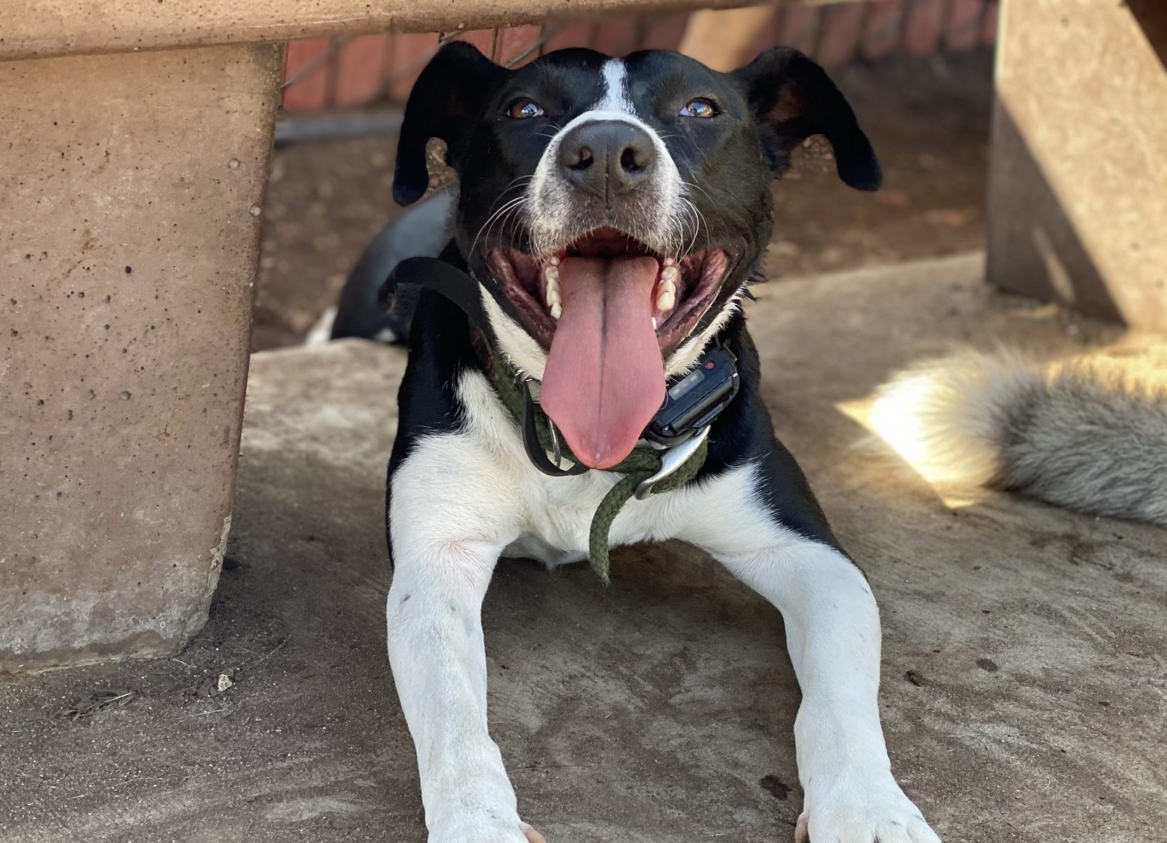Amaya - Border Collie Mix