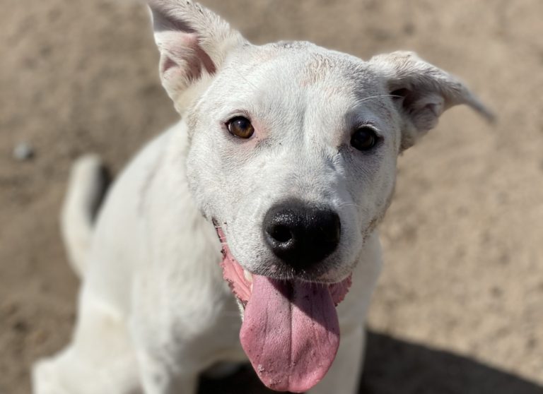 Nala - Lab Mix