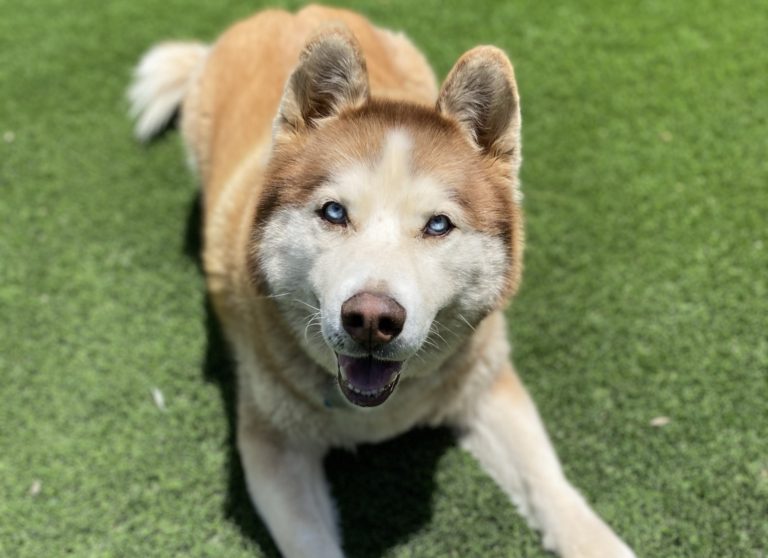 Genghis - Red Husky