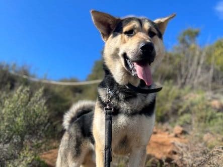 Bruno - Shepherd Mix