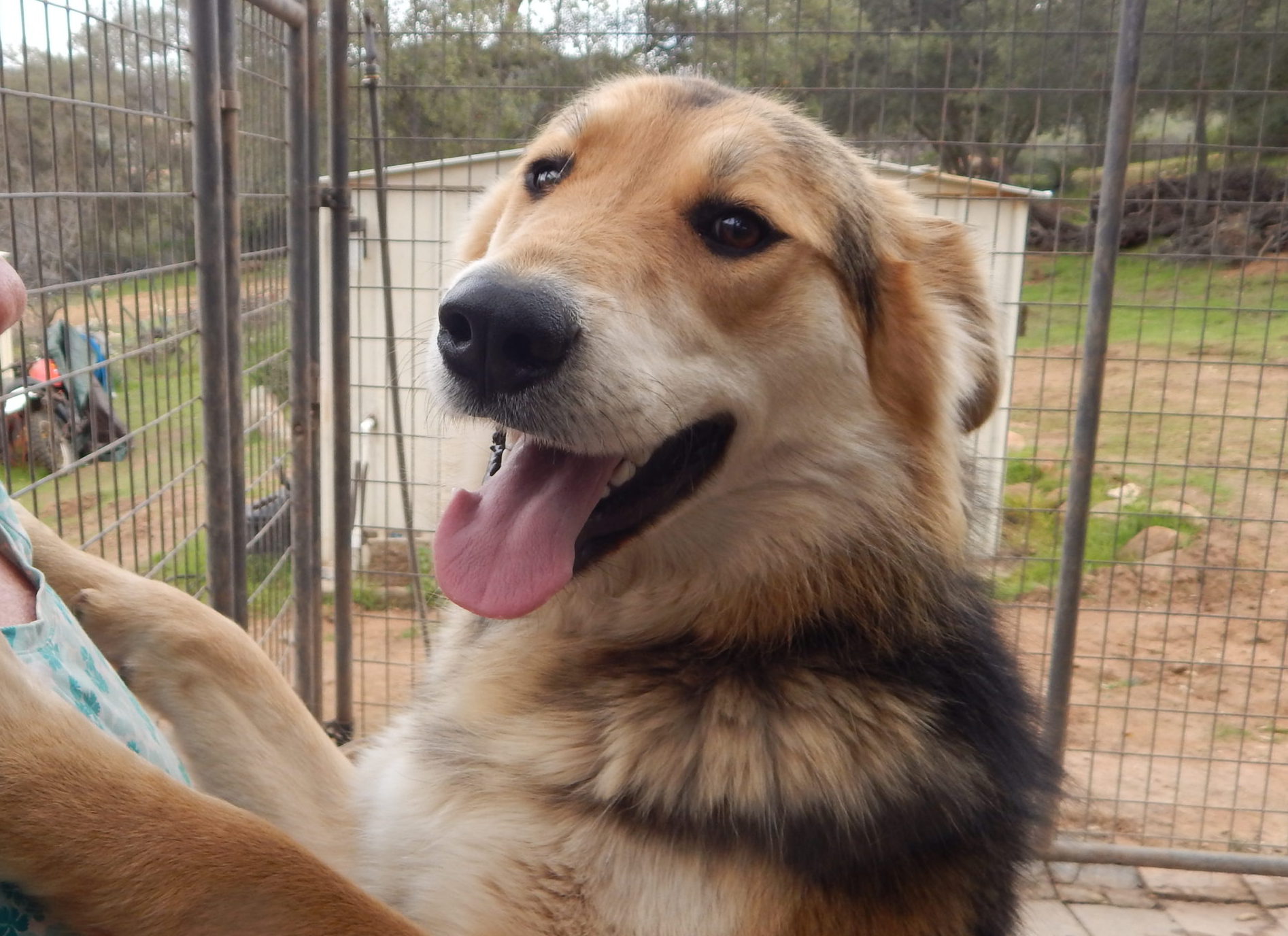 Maggie - Shepherd Mix