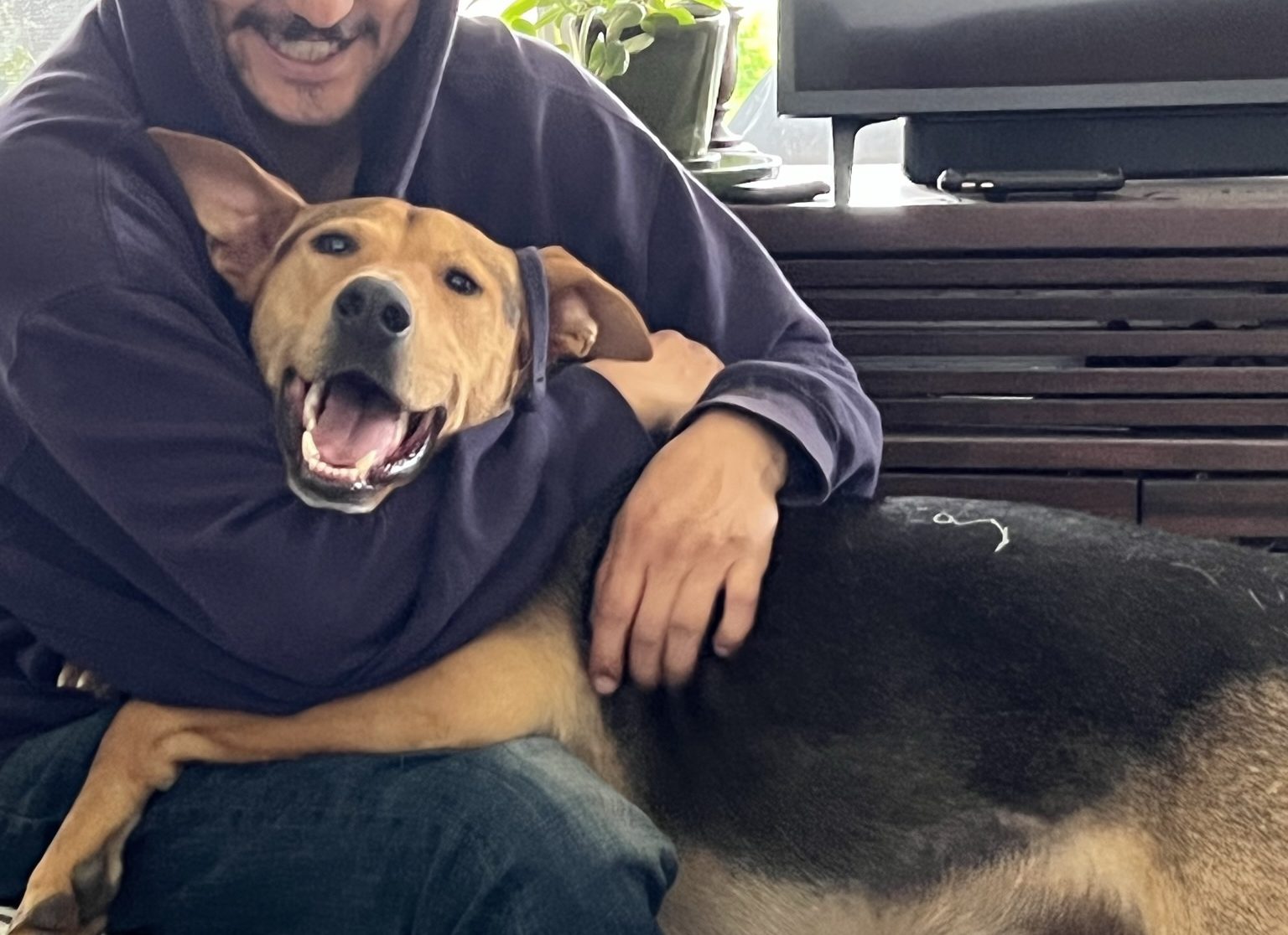 Steve - Doberman Mix