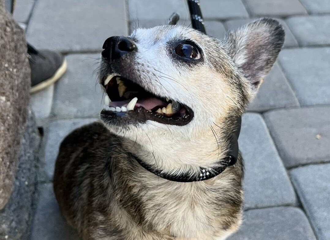 Rainey - Chihuahua