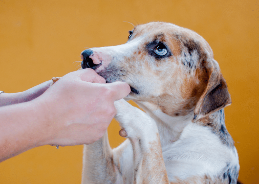 dog up for adoption