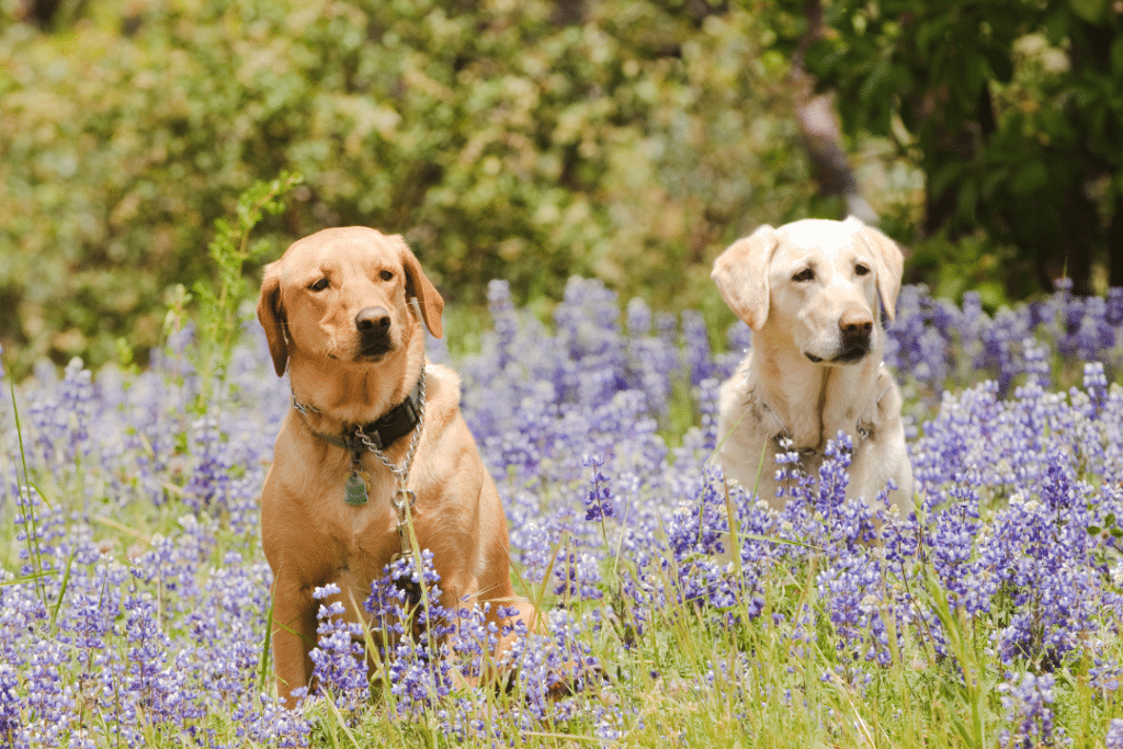 2 dogs sitting in a flower field