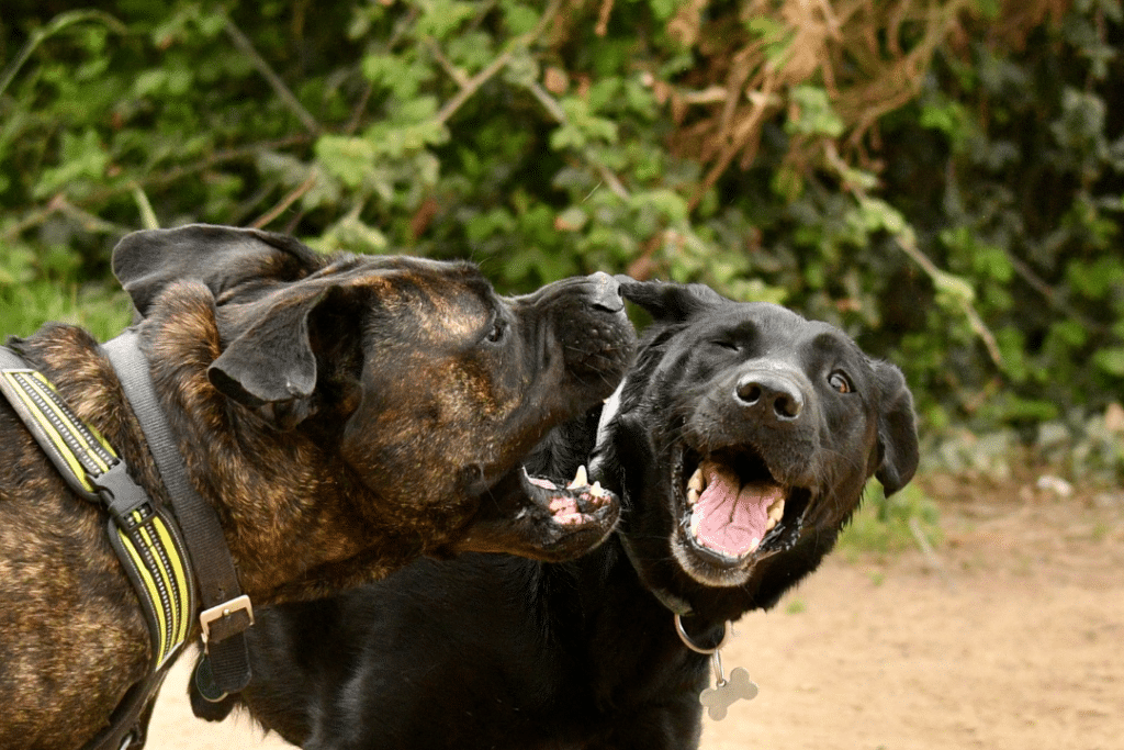 two dogs play fighting