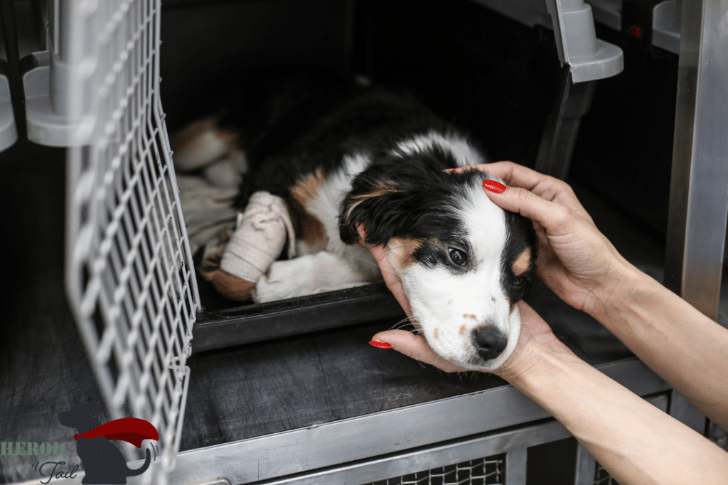 adopting a rescue dog